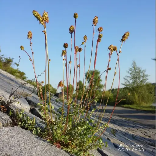 [B8095] Pimpernelle - Sanguisorba minor - ORG