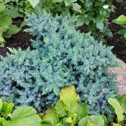 [B8096] Juniperus squamata 'Blue Star' - ORG