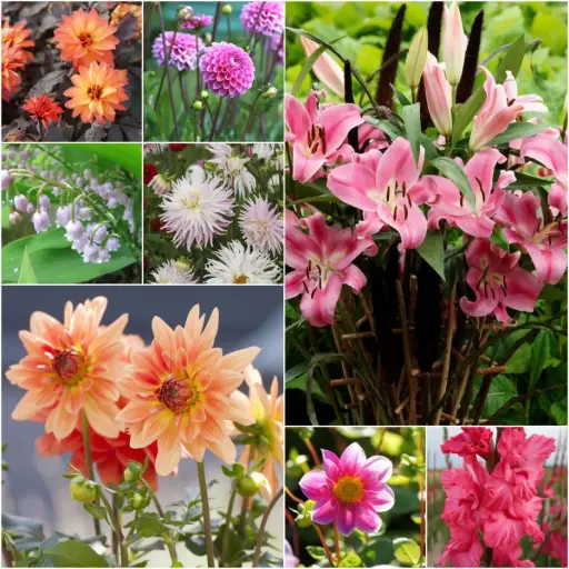 [B9906] Cottage Garden Summer Dream - BIO