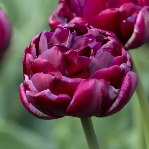 [A1150] Tulipa Alison Bradley - ORG 