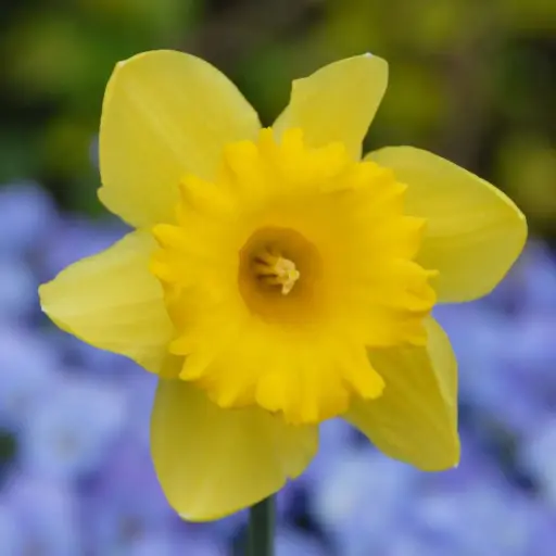 [A3033] Jonquille - Narcisse Standard Value - BIO