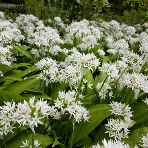 [A9080] Wild Garlic - Allium Ursinum - ORG
