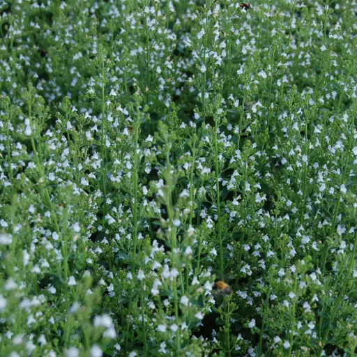 [B7001] Calamintha Nepeta P9 - ORG