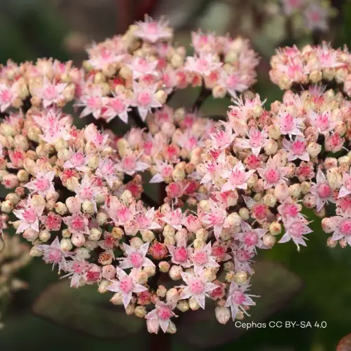 [B7002] Sedum Matrona P9 - BIO