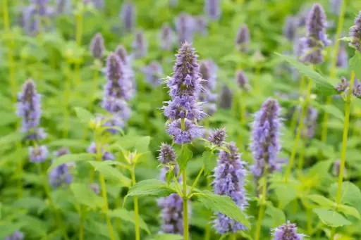 [B7004] Anise Hyssop - Agastache Blue Fortune P9 - ORG