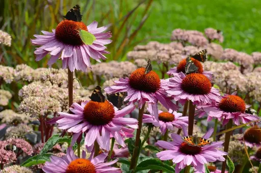 [B7005] Echinacea p. Magnus P9 - ORG