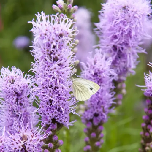 [B7006] Liatris Spicata P9 - ORG