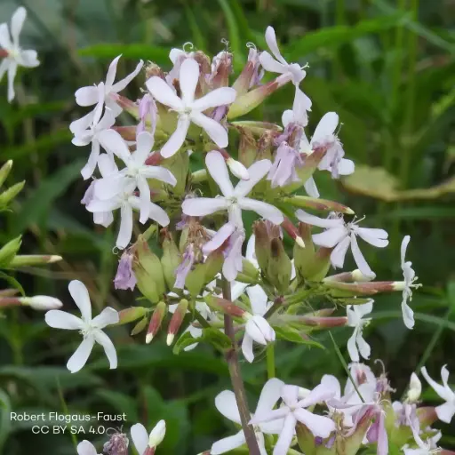 [B7007] Saponaria Officinalis P9 - ORG