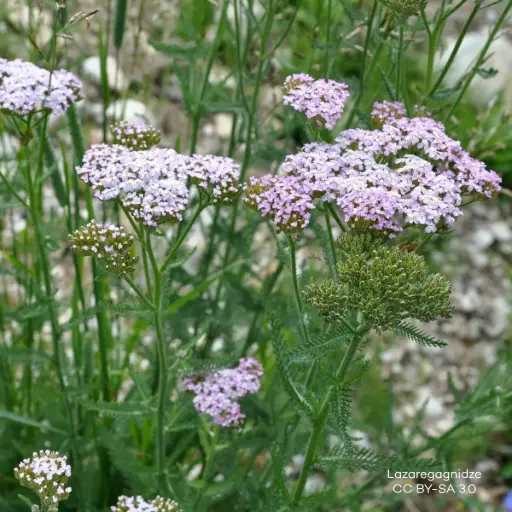 [B7008] Yarrow - Achillea m. Apfelblüte P9 - ORG