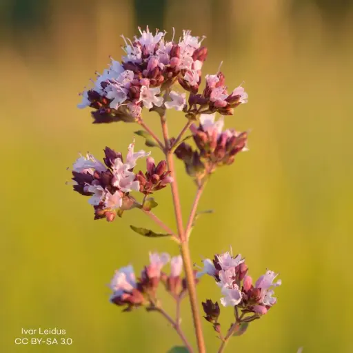 [B7009] Origanum vulg. Compactum - P9 - BIO