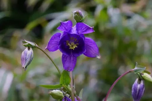 [B7013] Aquilegia Alpina P9 - ORG