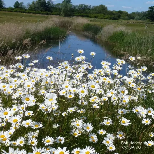 [B7014] Leucanthemum Vulgare P9 - ORG