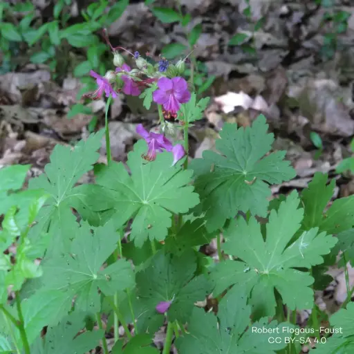 [B7015] Geranium Macrorrhizum - P9 - BIO