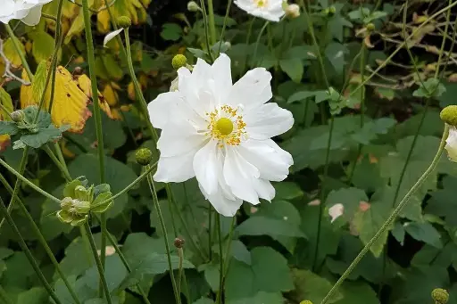 [B7017] Anemone hyb. Honorine Jobert P9 - ORG