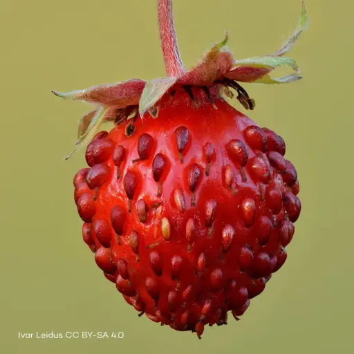 [B7018] Fragaria Vesca - P9 - BIO