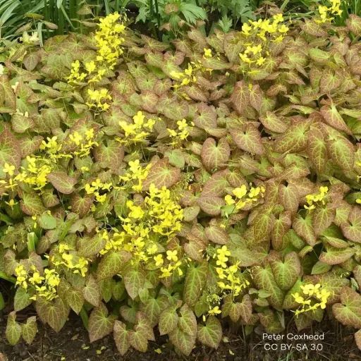 [B7020] Epimedium perralc. Frohnleiten - Compact - ORG