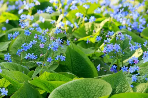 [B7023] Brunnera Macrophylla - P9 - ORG