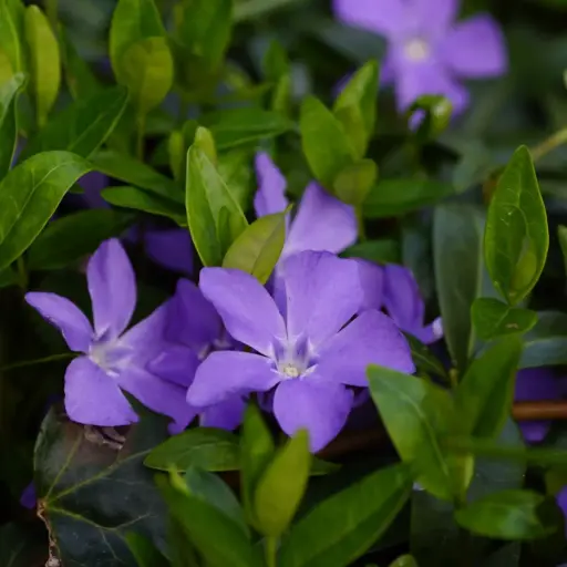 [B7024] Vinca Minor P9 - ORG