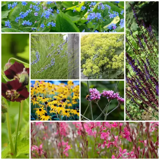 [B8906] Parterre de fleurs bourdonnant - BIO