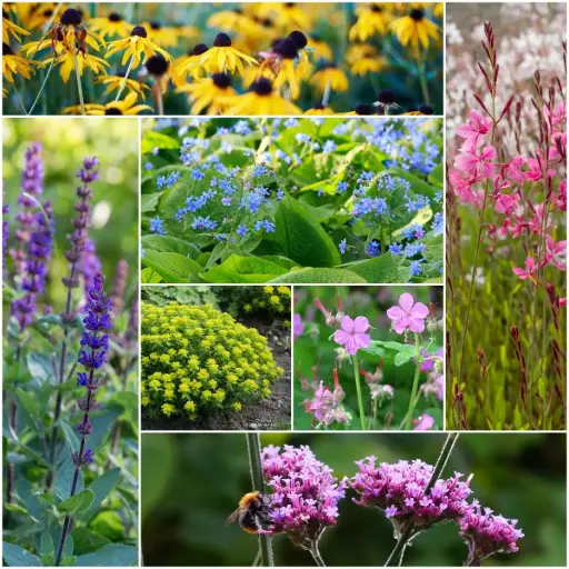 [X8906] Parterre de fleurs bourdonnant - BIO