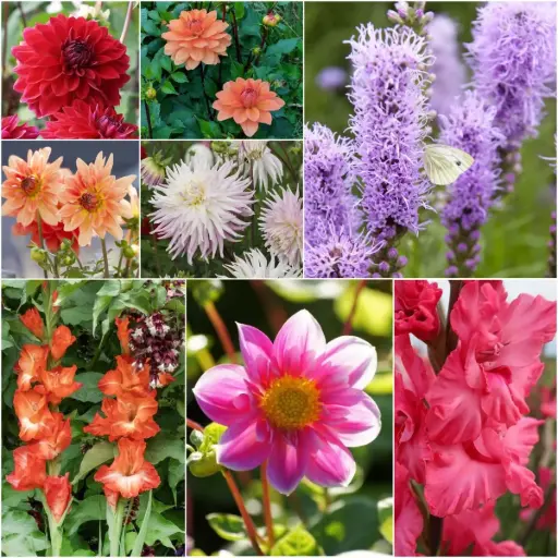 [B9906-V2] Cottage Garden Summer Dream - ORG (V2)