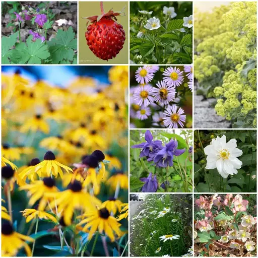 [B7903-BP] Staudenbeet Paket für Teilschatten 4 m² - BIO