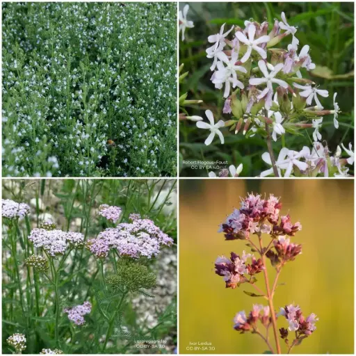 [B7900-BP] Flerårigt paket för soligt läge, 1 m² - BIO