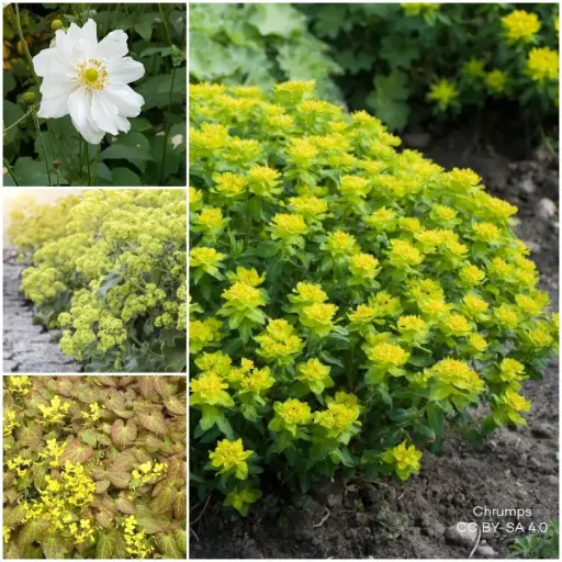 [B7904-BP] Flerårig plantepakke til Skygge 1 m² - BIO