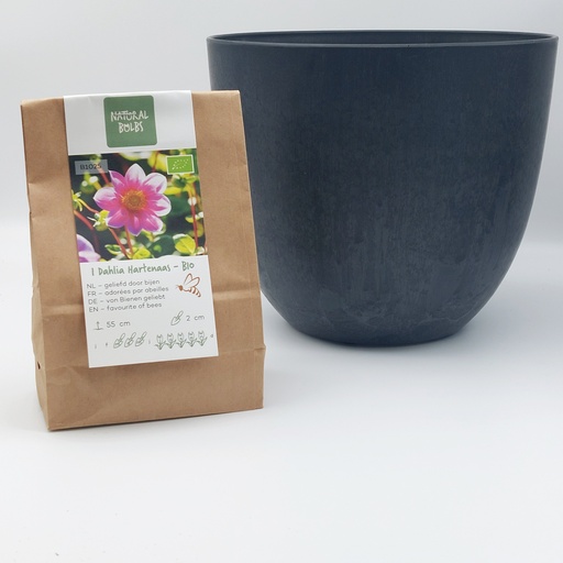 [BC99001-Moeder] Dahlia  Hartenaas  pour maman – avec un pot Artstone - BIO