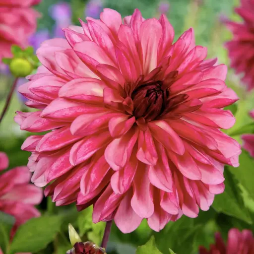 [B1067] Dahlia Bacardi - BIO