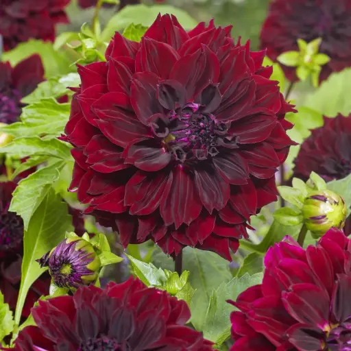[B1068] Dahlia Dark Fubuki - BIO
