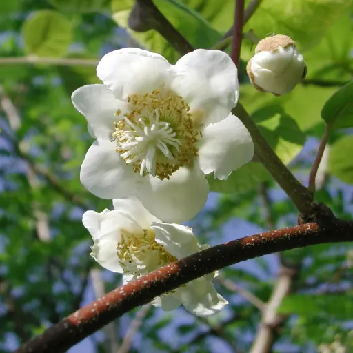 [F1017] Jenny Kiwi Vine - Generous - ORG