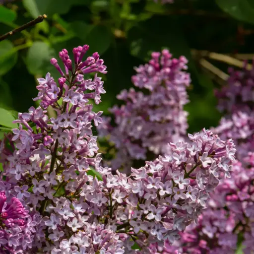 [X8100] Lilac - Syringa Josée - Royal - ORG