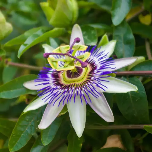 [X8409] Passionsblomst - Passiflora Caerulea - Rummelig - BIO
