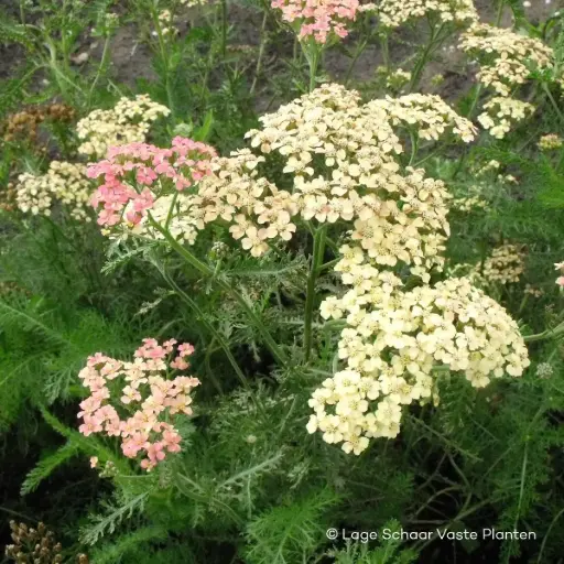 [X7025] Duizendblad - Achillea m. Lachsschönheit - Compact - BIO