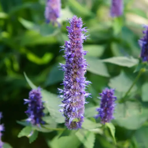 [X7028] Dropplant - Agastache Black Adder - Compact - BIO