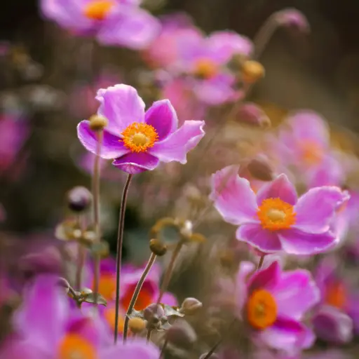 [X7029] Herbst-Anemone - Anemone Splendens - Compact - BIO