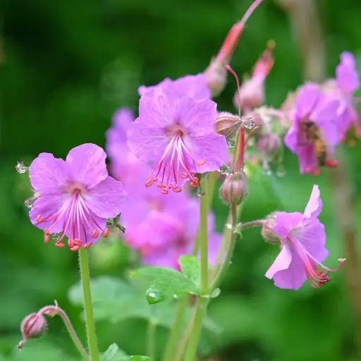 [X7037] Balkan Storchschnäbel - Geranium Bevan's Variety - Compact - BIO