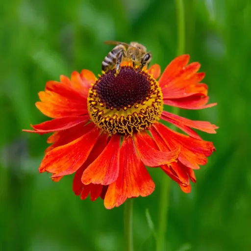 [X7038] Solbrud - Helenium Moerheim Beauty - Compact - BIO