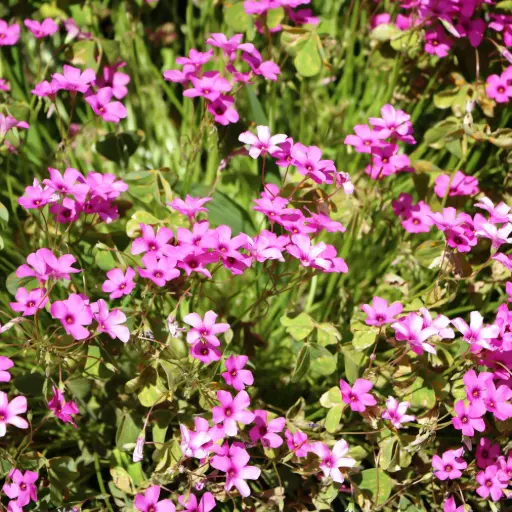 [B7042] Mossflox - Phlox sub. Scarlet Flame - Compact - BIO