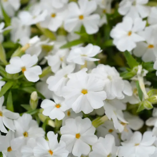 [B7043] Polsterphlox - Phlox sub. White Delight - Compact - BIO