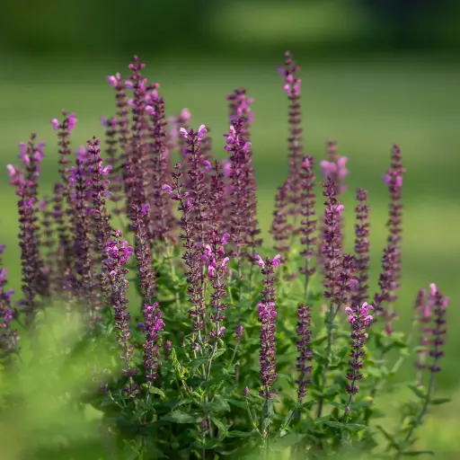 [B7044] Salvia Caradonna - Bossalie - Compact - BIO
