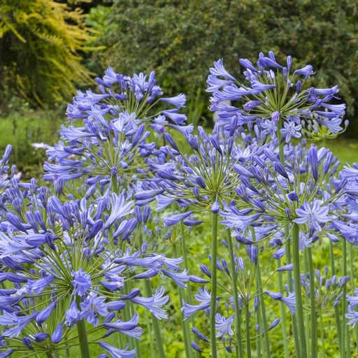 [B8001] Agapanthus Charlotte - ORG