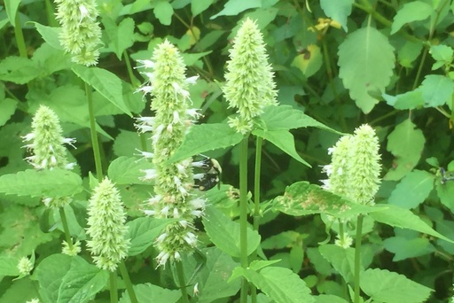 [X8002] Agastache Alabaster - ORG
