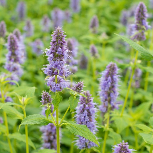 [B8003] Agastache Blue Fortune - BIO