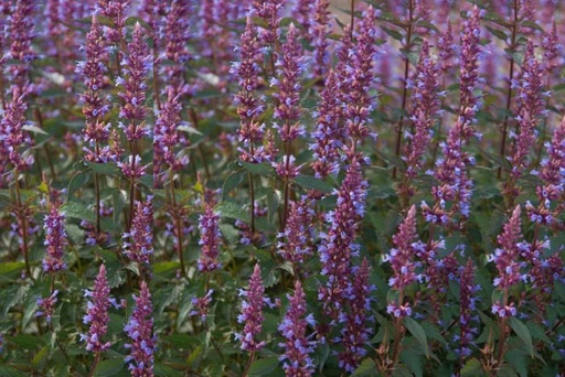 [X8044] Agastache Purple Haze- ORG