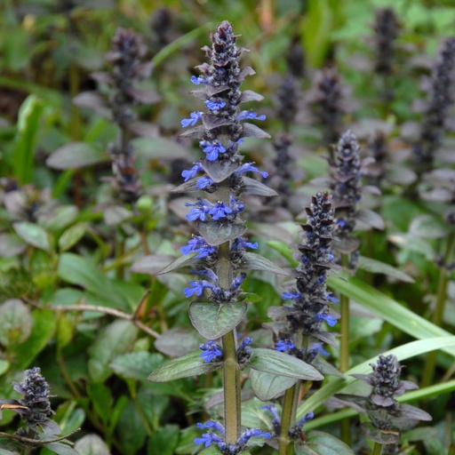 [B8004] Ajuga Reptans - ORG