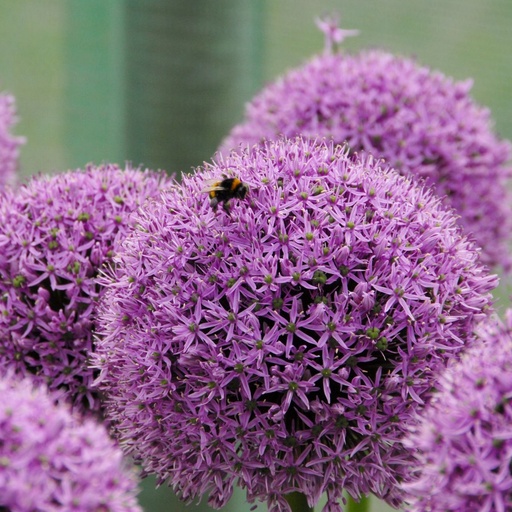 [A9047] Allium Gladiator - Zierlauch - BIO