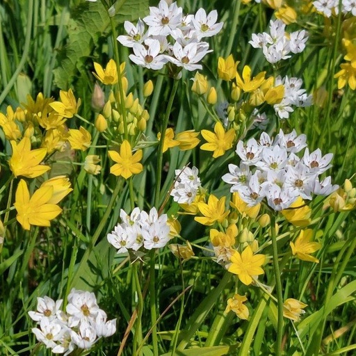 [A9056] Allium Mix - Zierlauch - BIO