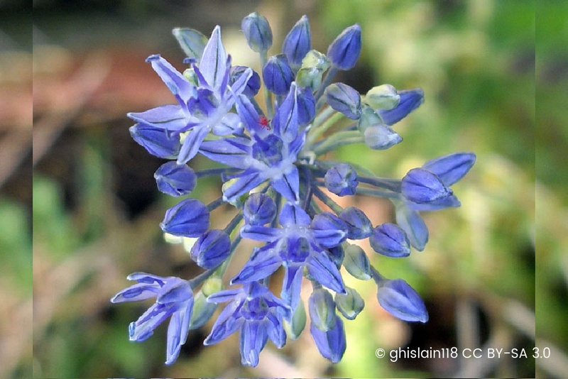 [A9052] Allium Azureum - ORG